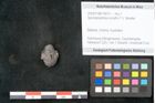 Foto (Objekt + Etikett) von Spondylostrobus smythii F.V. Mueller (NHMW-GEO-2024-0188-10413)